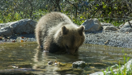 Un esemplare di orso marsicano, il cui rischio d'estinzione &egrave; alla base della creazione del Parco nazionale d'Abruzzo, Lazio e Molise - Foto sito Parco Abruzzo 
