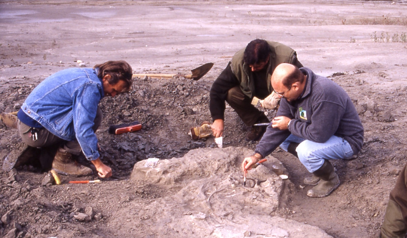 Scavo del delfinide di Belangero (AT) Archivio Parco Paleontologico