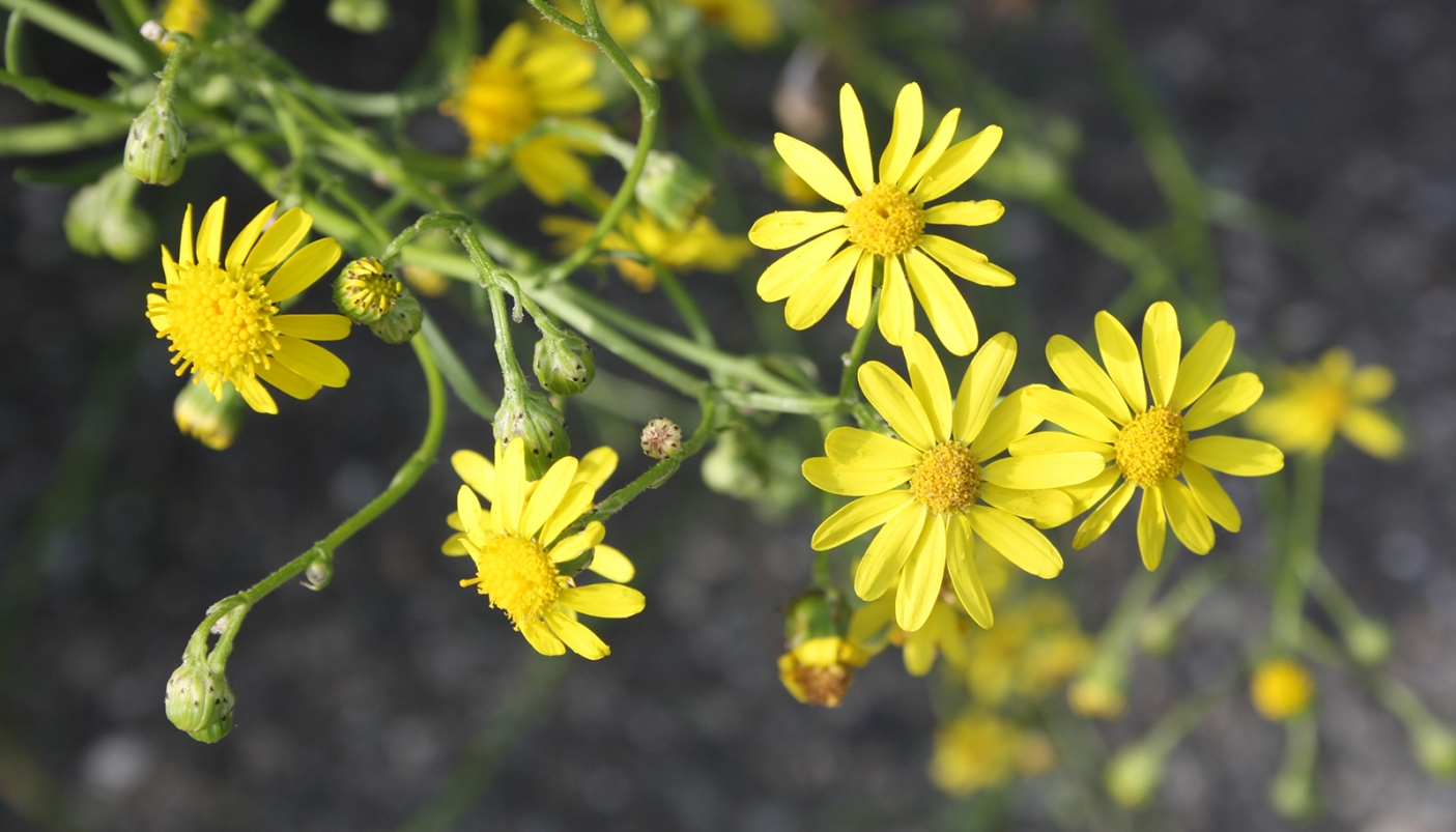 Senecio inaequidens fiore Pont St. Martin 