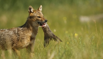 Sciacallo dorato con preda | Foto L. Giunti 