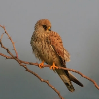 Grillaio Subramanya CK (Wikimedia CC)