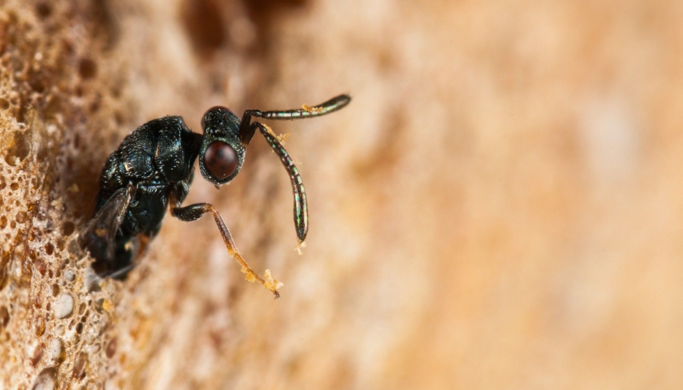 Podagrion sp.- Foto F. Crovetto 