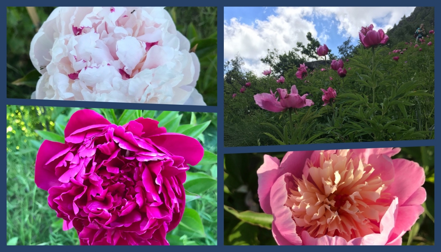 In alto a destra, un campo di peonie spontanee; nelle altre foto, peonie di vivavio | Foto C. Gromis di Trana