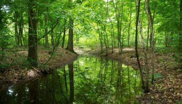 Uno scorcio delle Foresta condivisa - Arch. dell'Ente di gestione delle Aree protette del Po piemontese 