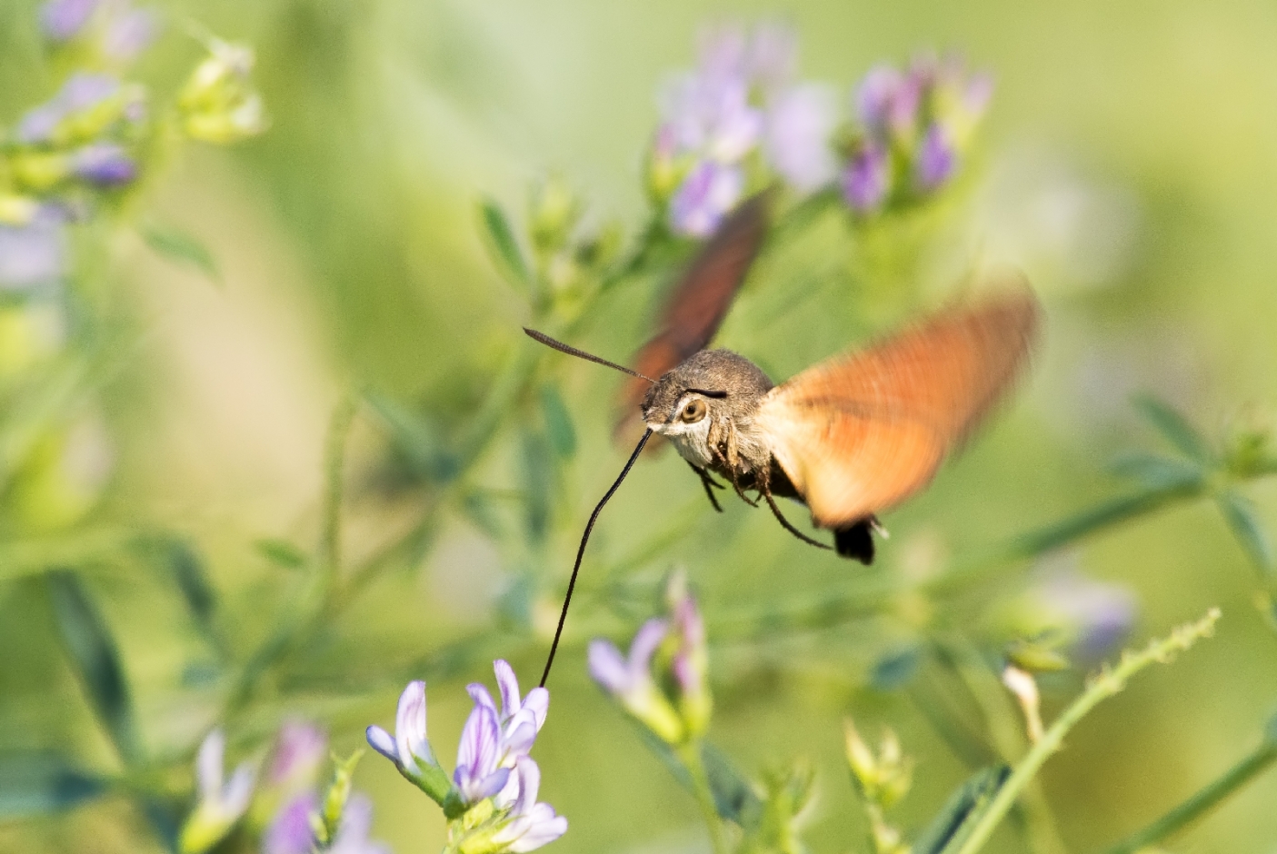 Macroglossum stellatarum | Foto R. Pegolo