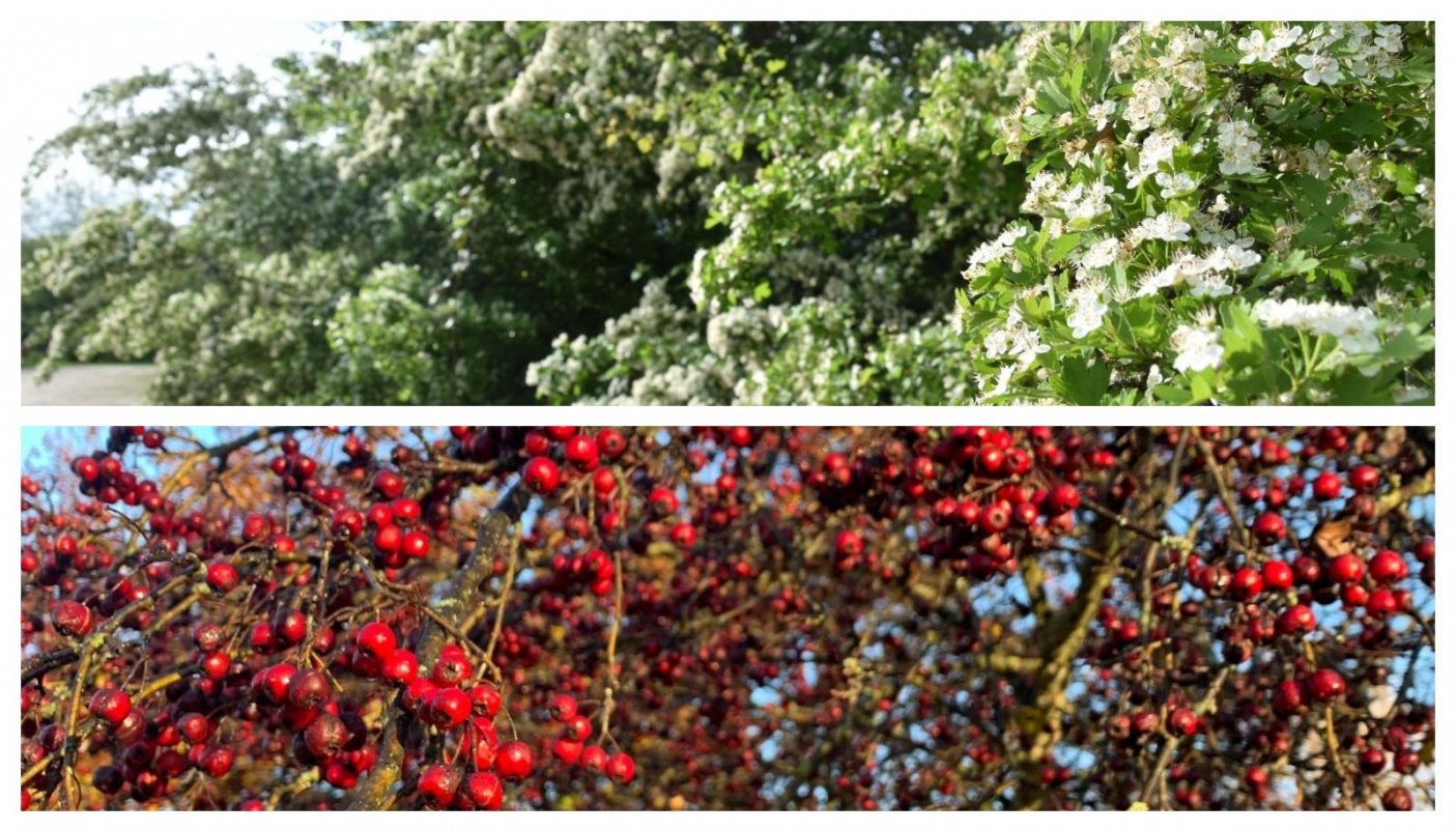 Foto EGAP Parchi Reali - montaggio Alice Gado 