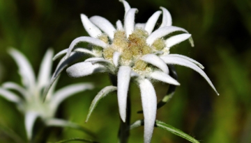 Buona estate nei parchi del Piemonte