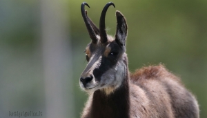 Quando un camoscio &egrave; alla ricerca di sale