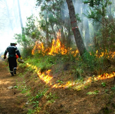 Fuoco prescritto per la riduzione dei combustibili di lettiera in un bosco a rischio incendio nel Parco Nazionale del Cilento e Vallo di Diano. L&rsquo;immagine mostra la fase di chiusura del cantiere lungo una linea di sicurezza. Da notare l&rsquo;assenza di utilizzo dell&rsquo;acqua in quanto il fuoco viene spento con il fuoco stesso.  Foto di D. Ascoli