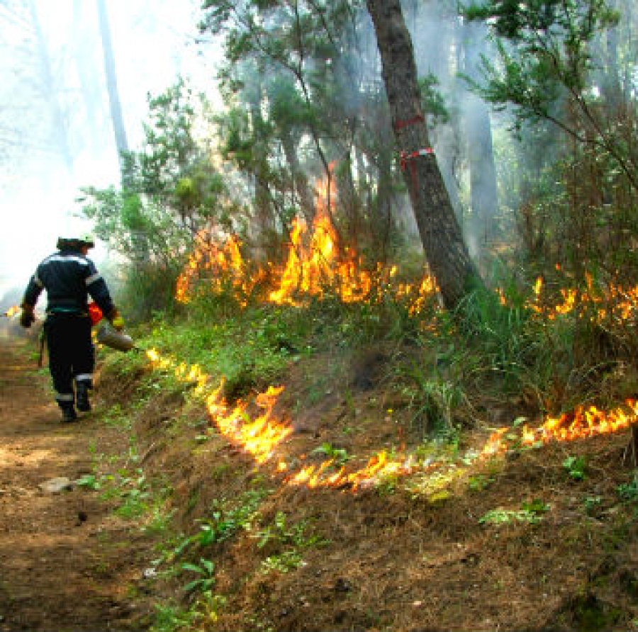 Fuoco prescritto per la riduzione dei combustibili di lettiera in un bosco a rischio incendio nel Parco Nazionale del Cilento e Vallo di Diano. L&rsquo;immagine mostra la fase di chiusura del cantiere lungo una linea di sicurezza. Da notare l&rsquo;assenza di utilizzo dell&rsquo;acqua in quanto il fuoco viene spento con il fuoco stesso.  Foto di D. Ascoli