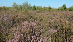 Habitat di brughiera 