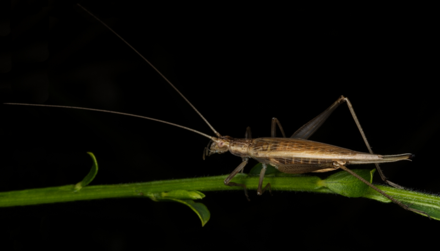 Esemplare di Oecanthus pellucens di notte - Foto G. Gola 