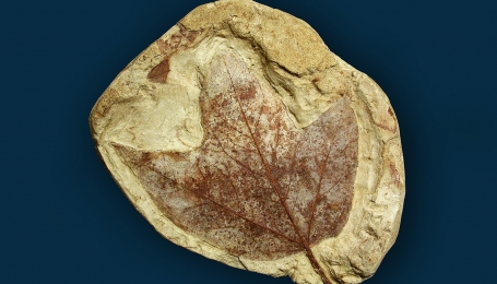 Acer decipiens | Foto Arc. Museo Paleontologico Astigiano 