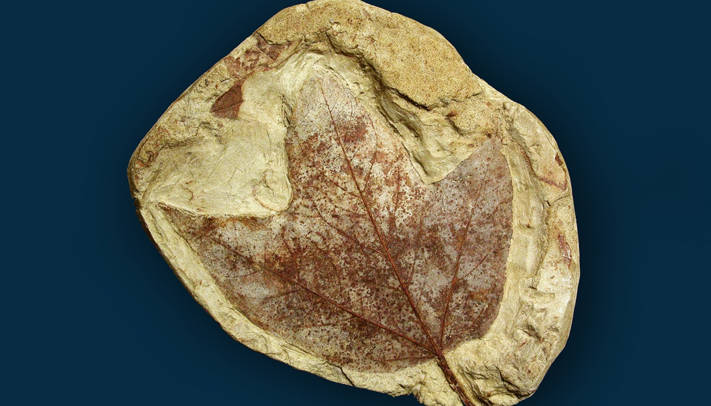 Acer decipiens | Foto Arc. Museo Paleontologico Astigiano 