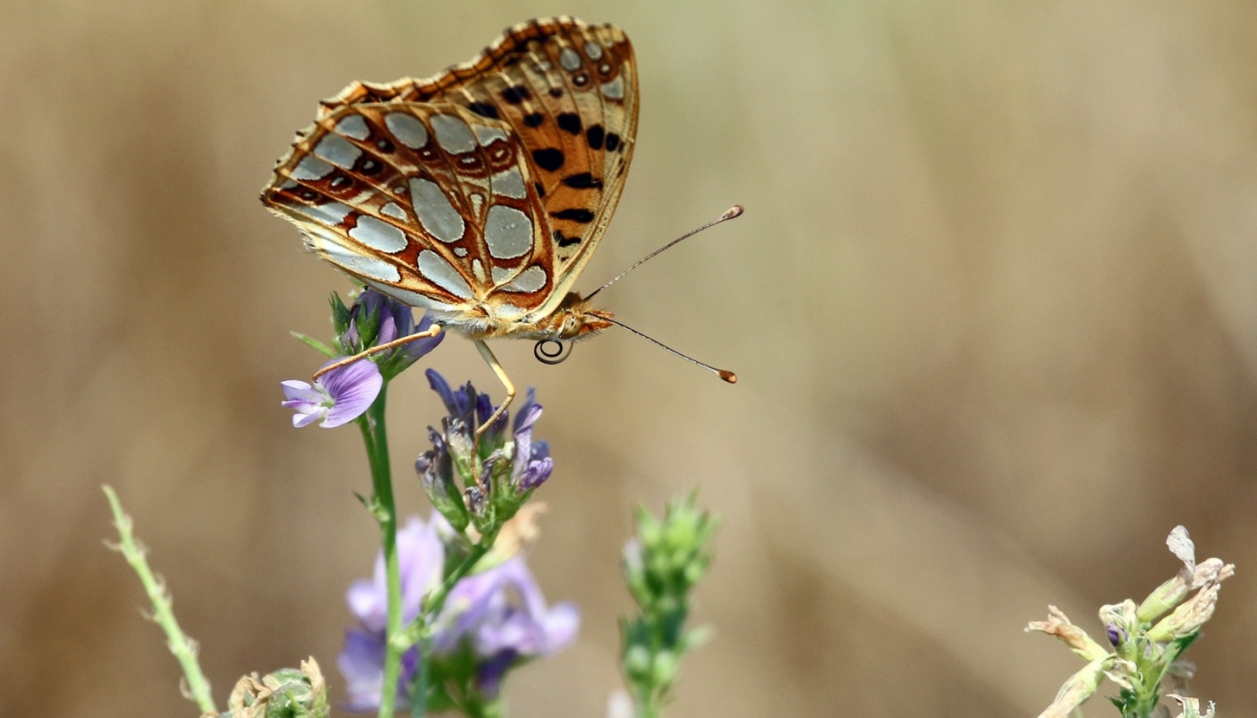 Issoria lathonia  | foto G. Zaccala