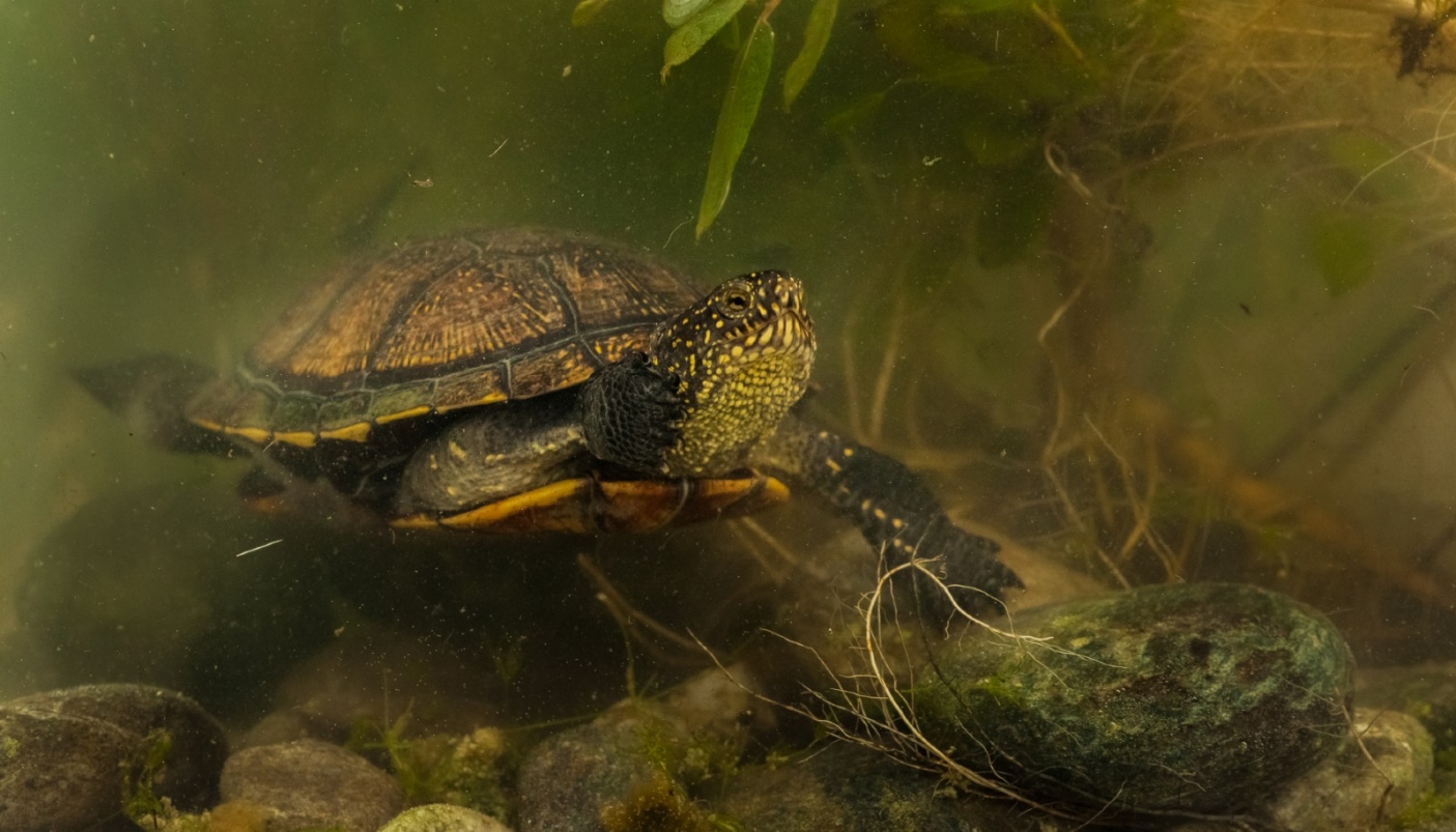 Emys orbicularis sott'acqua  - Foto di R.Cavalcante, Centro Emys Piemonte