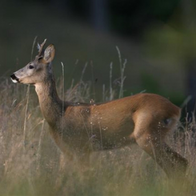 La gestione della fauna tra suggestione e gestione