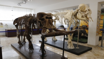 Particolare della Sala degli Elefanti, con in primo piano Paleoloxodon mnaidriensis - Foto G. Surdi 