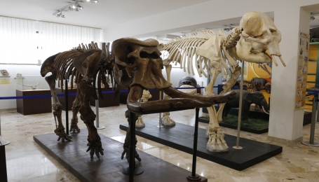 Particolare della Sala degli Elefanti, con in primo piano Paleoloxodon mnaidriensis - Foto G. Surdi 