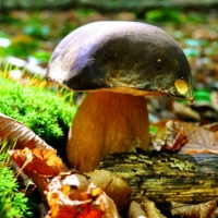 Alla scoperta dei funghi