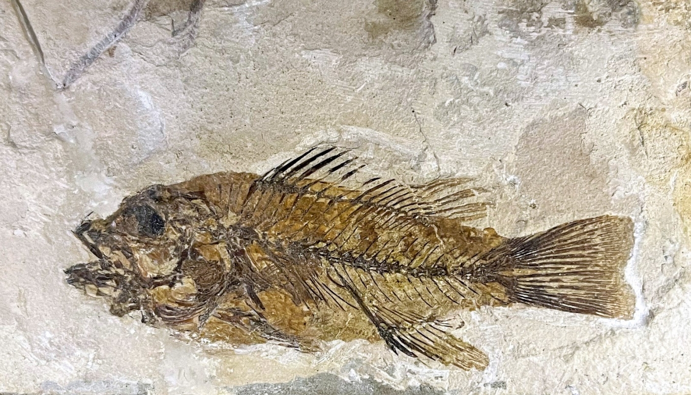 Un classico esempio di pesce fossile, Eocene, Bolca (VR) - Foto P. Damarco 