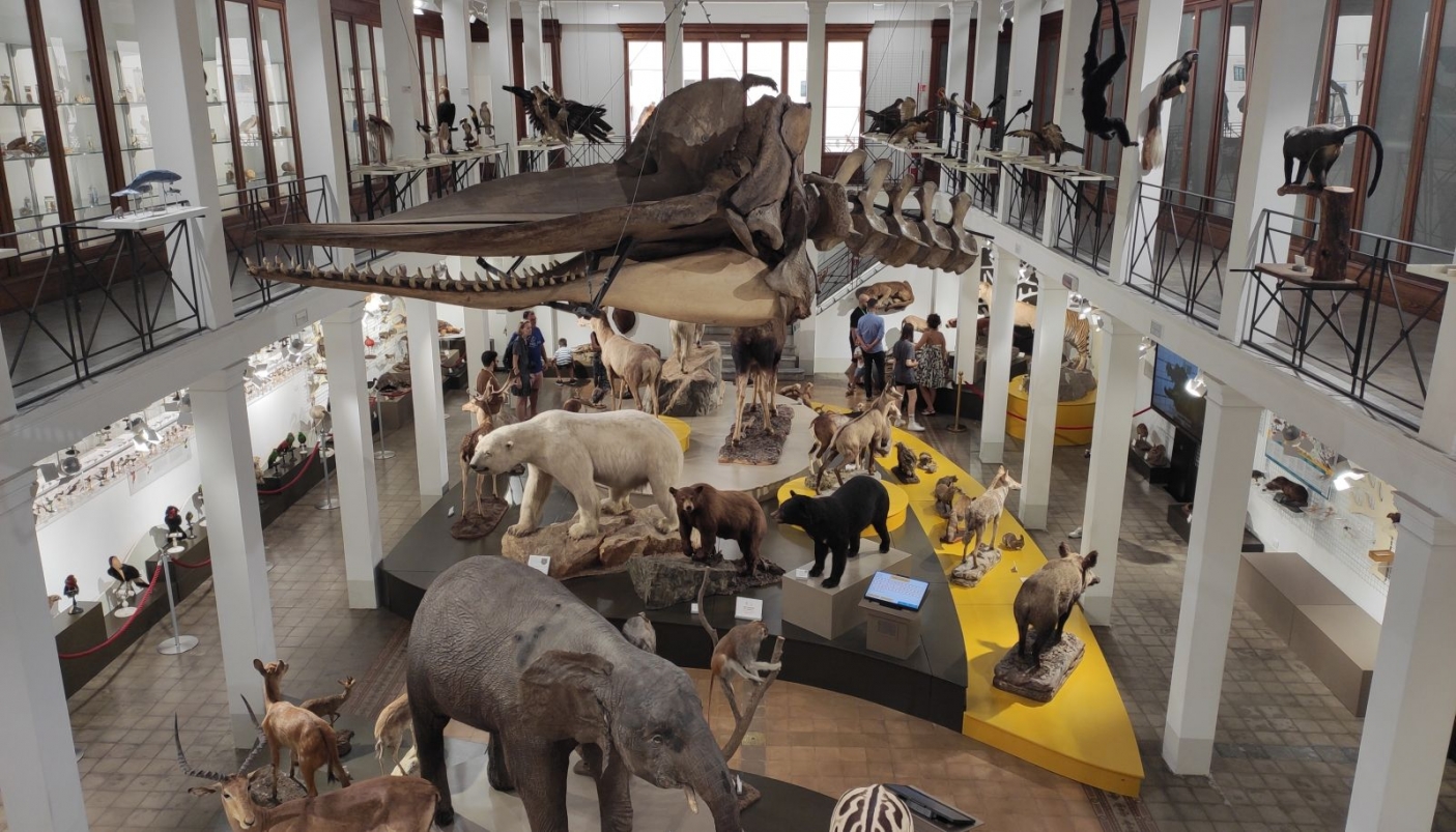 Una panoramica delle sale espositive del museo con il nuovo allestimento. - Foto p.g.c. Museo di Zoologia e Casa delle farfalle dell&rsquo;Universit&agrave; di Catania