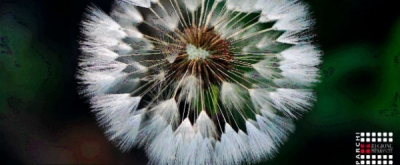 I Parchi del Piemonte TESTO !!! Modebug 