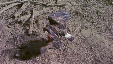 Aquila reale nel carnaio in Mandria | Foto arc. Ente parco