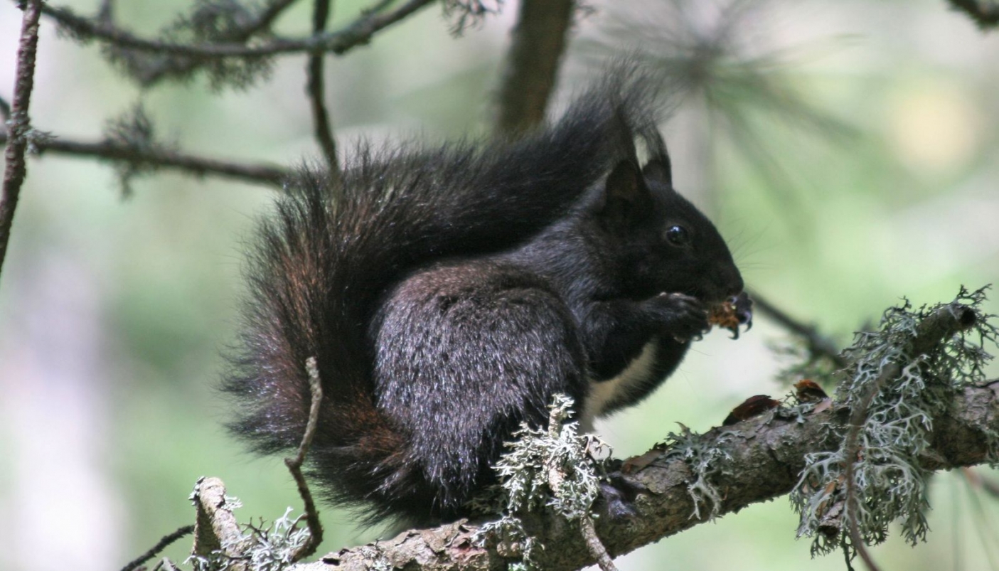 Esemplare di Scoiattolo nero calabrese, endemismo regionale 