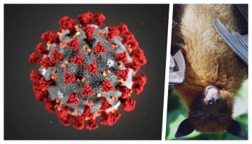 Pandemia e biodiversit&agrave;