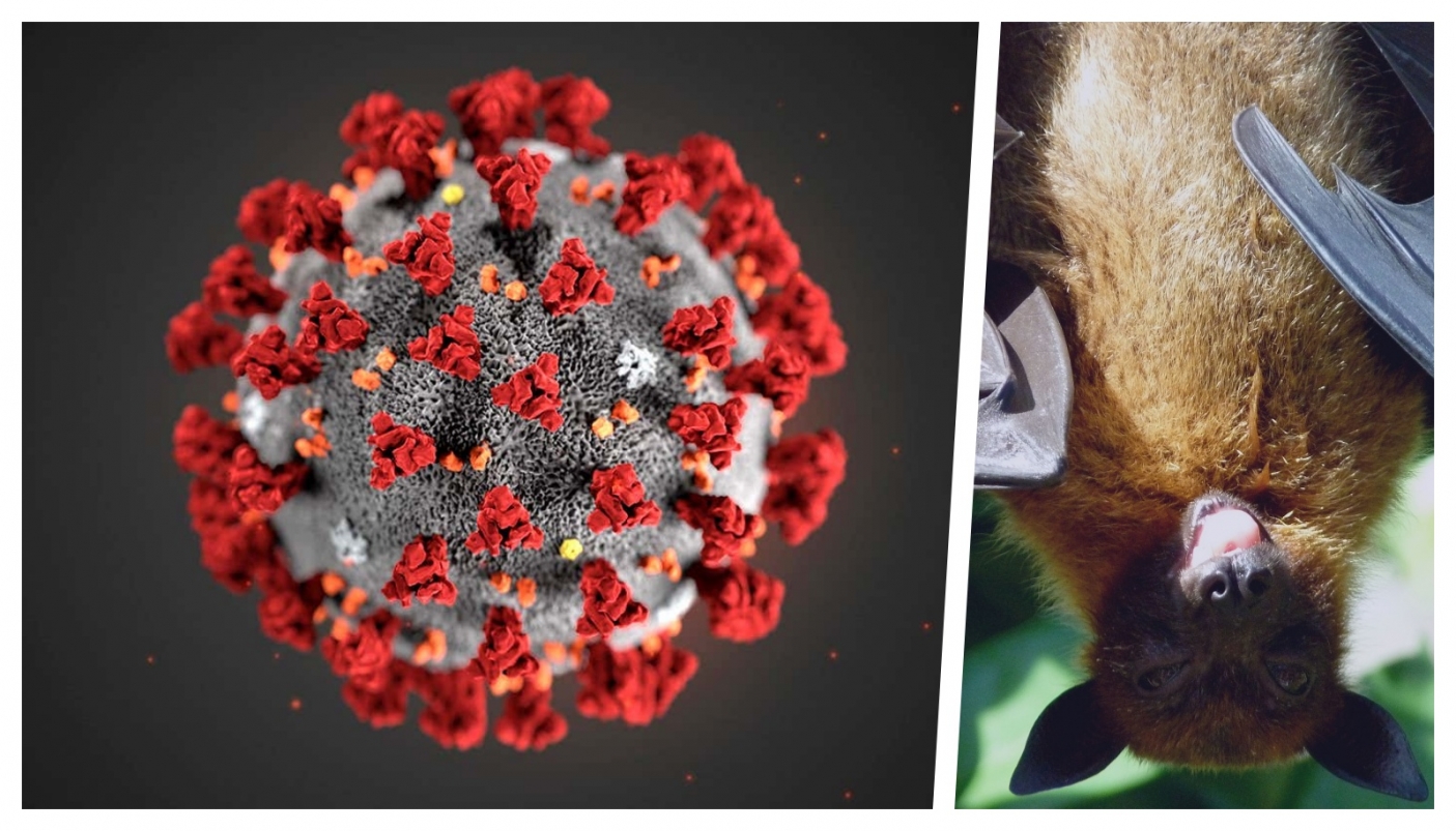 Pandemia e biodiversit&agrave;