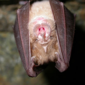 Marcarolo, le miniere diventano grotte di biodiversit&agrave;