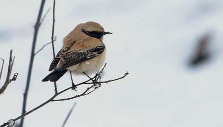 Monachella del deserto | Foto F. Lorenzini 