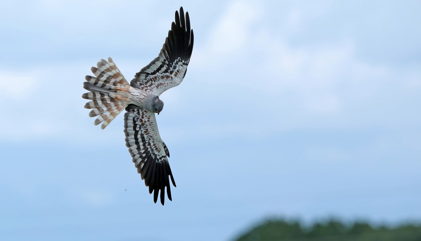 Albanella minore in volo  | Foto F. Lorenzini