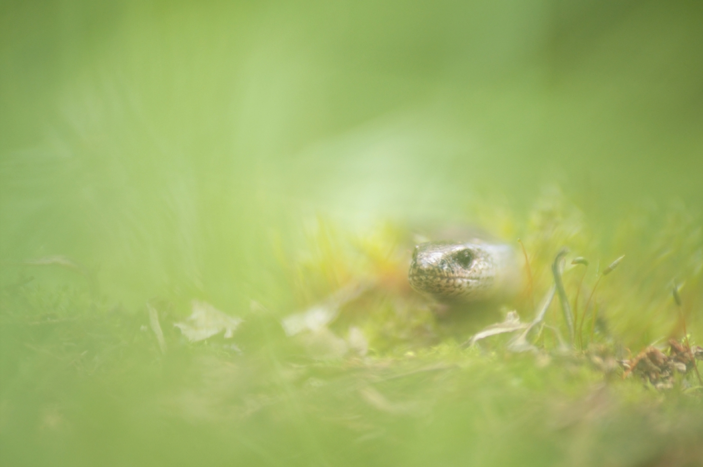 Orbettino italiano  | Foto Roberto Pegolo