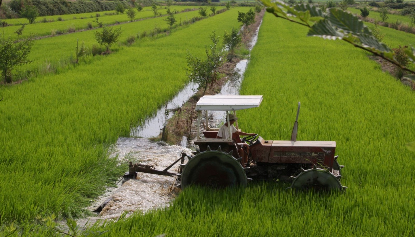 Risaie biodiverse, Azienda Agricola 'Una Garlanda'  | Foto Archivio Aziendale