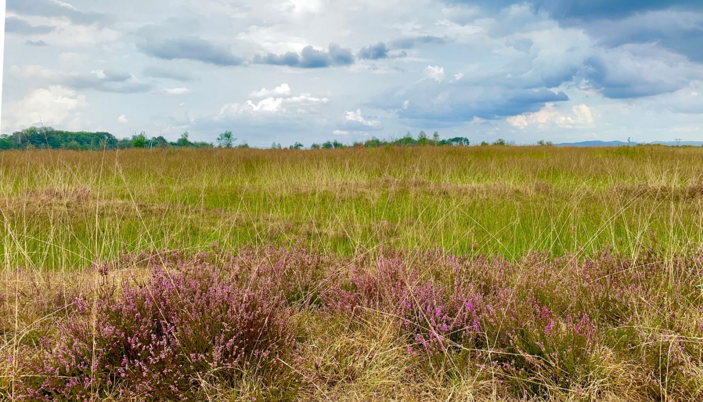 La brughiera della Vauda, in primo piano le piante di Brugo - Foto Alice Gado, EGAP Parchi Reali 