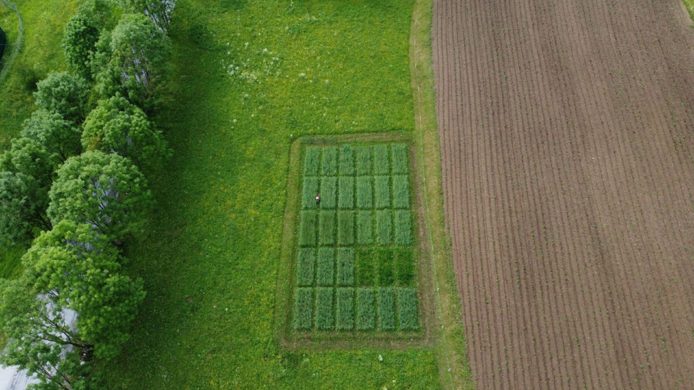 Ecotipi locali di segale messi a confronto con variet&agrave; moderne e frumento, per raccogliere dati sulla diversa morfologia e le propriet&agrave; nutraceutiche delle farine prodotte nel campo sperimentale dell'Universit&agrave; di Torino allestito in collaborazione con il Parco delle Alpi Marittime | Foto M. Adamo