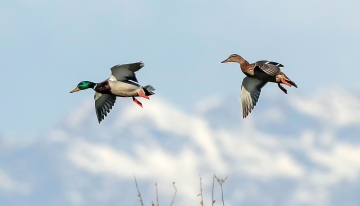 Coppia di germani reali in volo - Foto I. Zuccolo