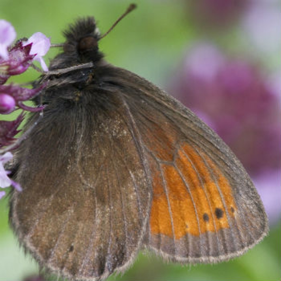 Erebia christi 