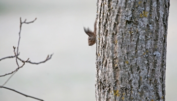 Scoiattolo rosso (Sciurus vulgaris) - Foto M. Giordano 