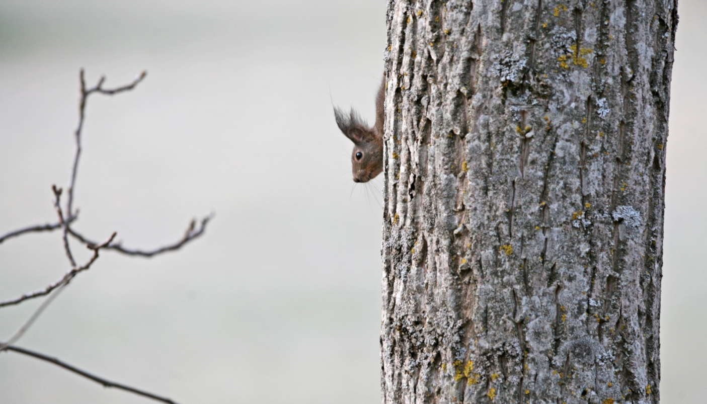 Scoiattolo rosso (Sciurus vulgaris) - Foto M. Giordano 