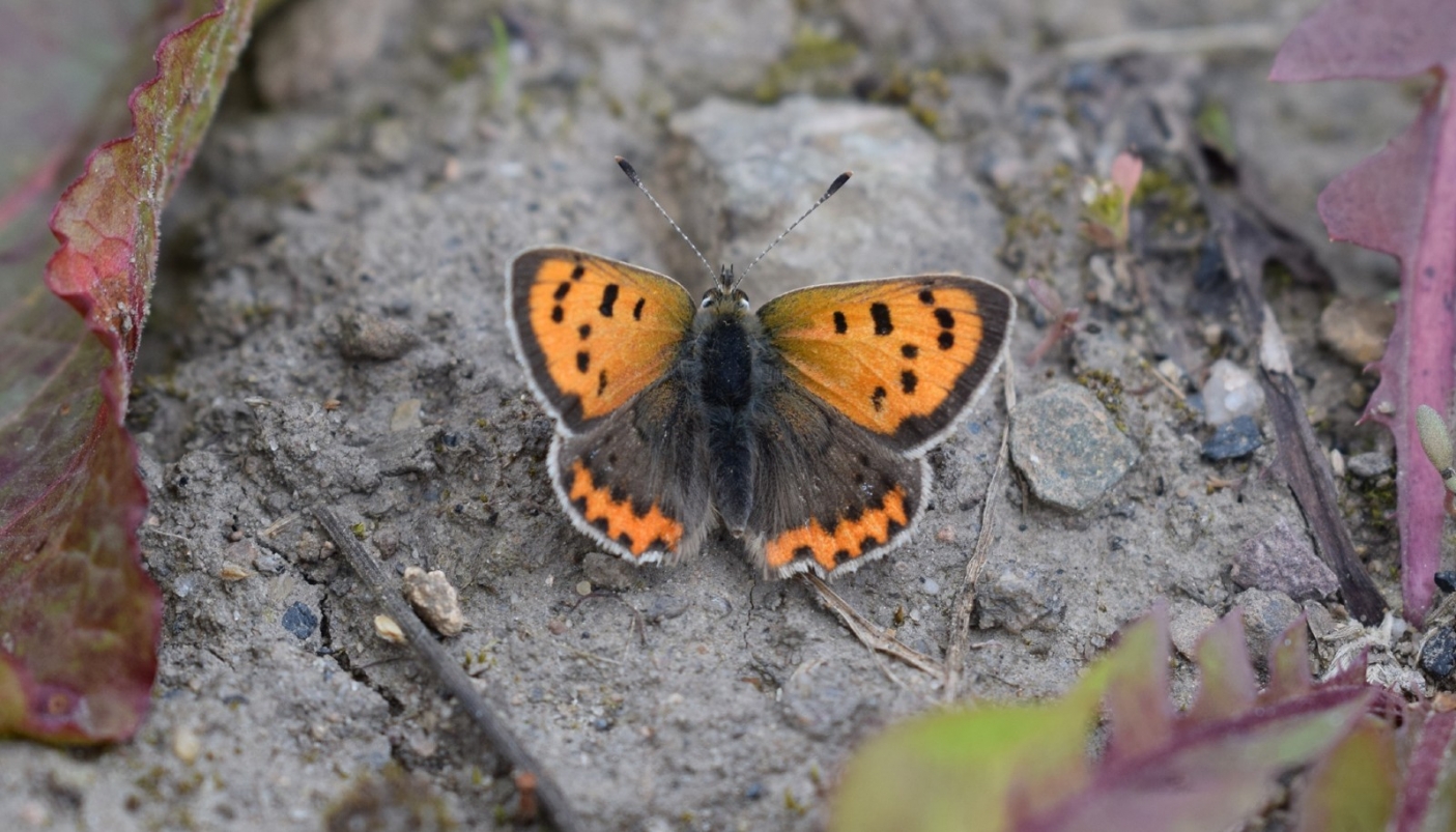 Farfalla su roccia - Foto Progetto Farfalle in ToUr