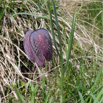 La Fritillaria alpina sceglie la Valsesia