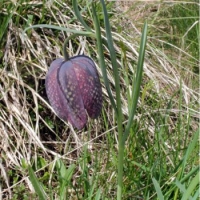 La Fritillaria alpina sceglie la Valsesia