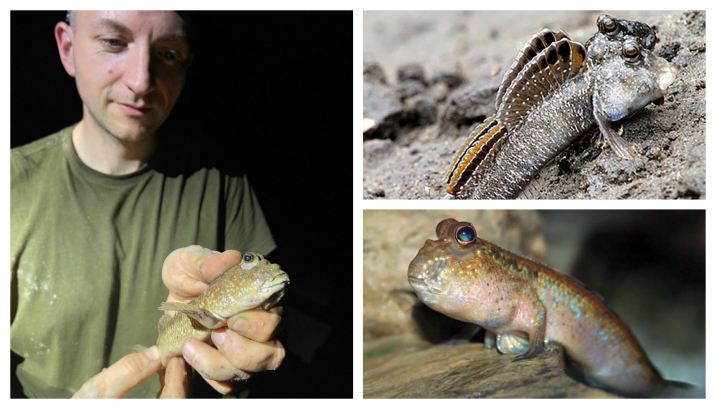 Da sx in senso orario: G. Ripepi; Periophthalmodon septemradiatus (foto G. Polgar); Periophthalmus sobrinus Eggert (Foto L. Mr&aacute;z) 
