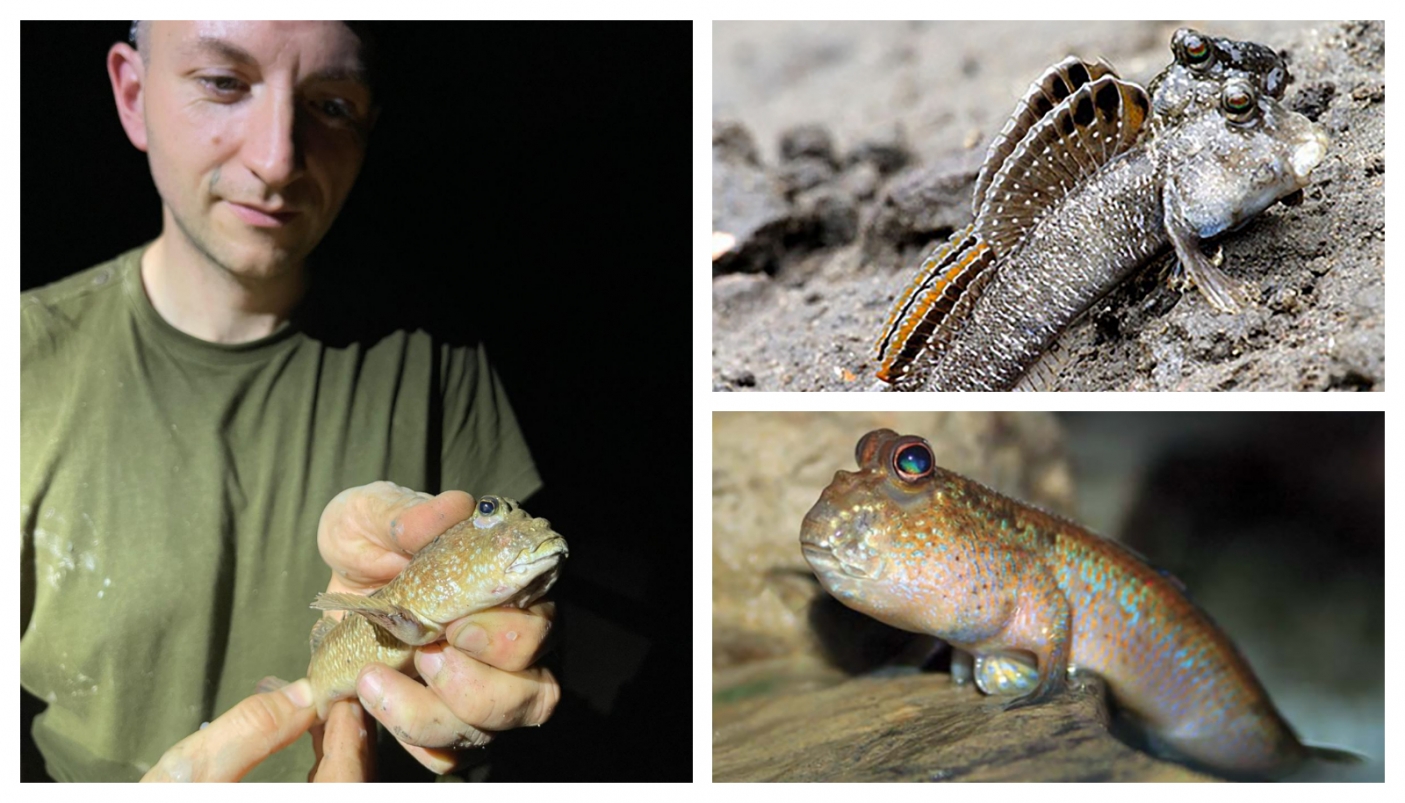 Da sx in senso orario: G. Ripepi; Periophthalmodon septemradiatus (foto G. Polgar); Periophthalmus sobrinus Eggert (Foto L. Mr&aacute;z) 