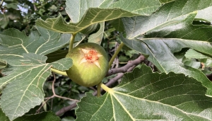 Il frutto del fico