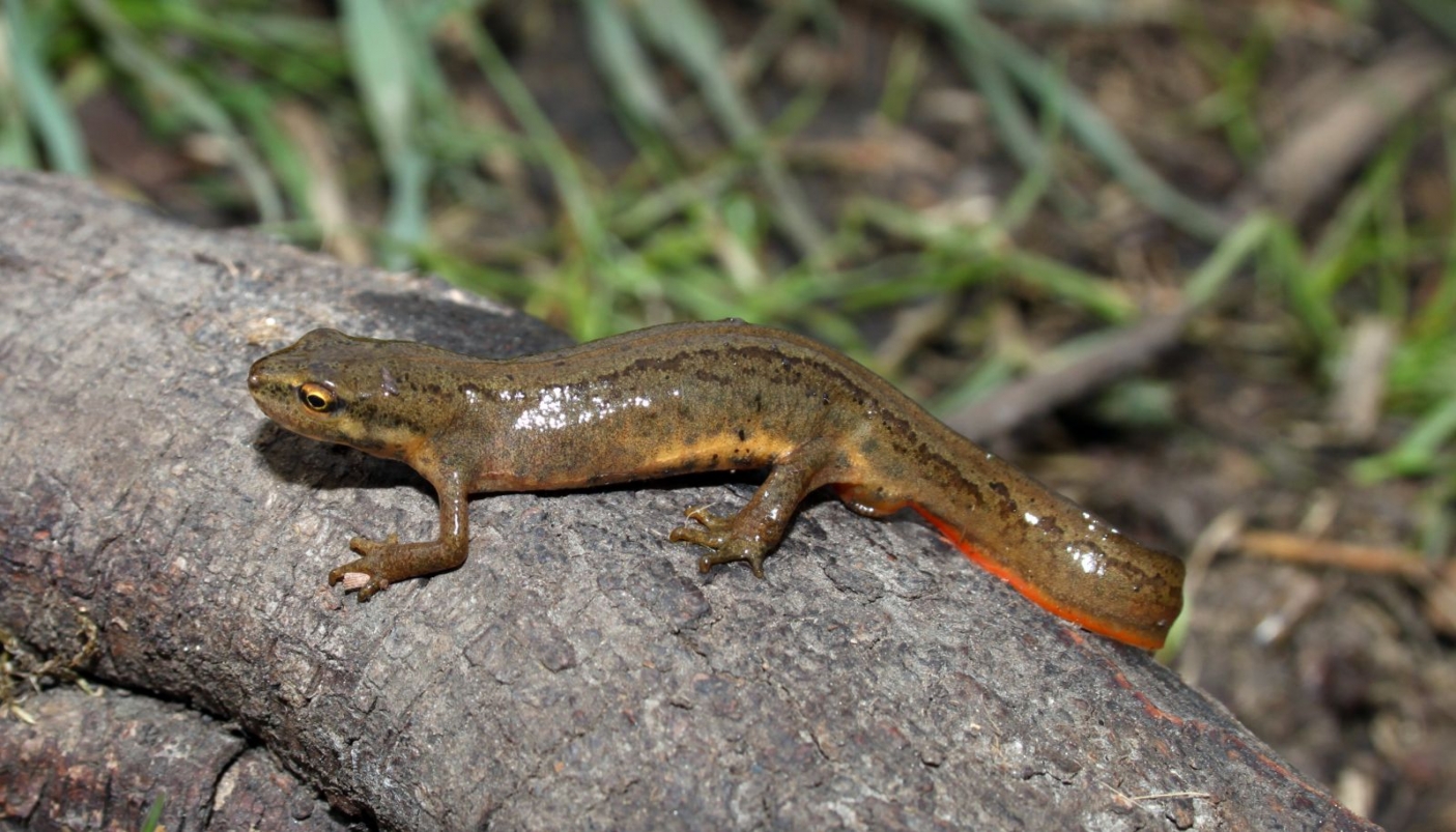Triturus vulgaris - Foto Holger Krisp 