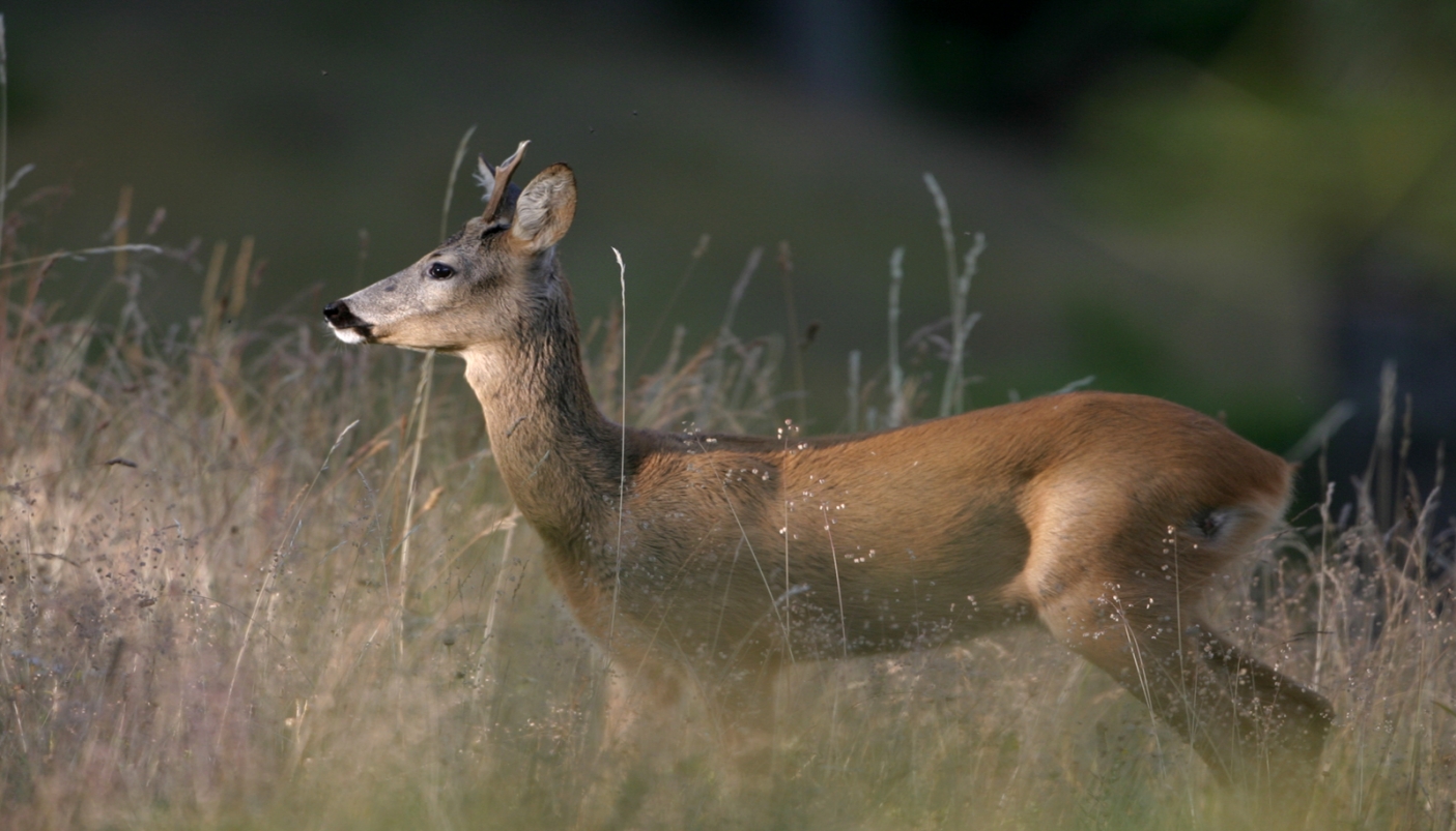 Capriolo maschio a Pra Catinat a mano libera! 